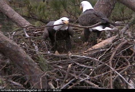 Nest Building Bald Eagle Nest Building Moby Max