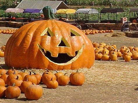 Lighting Of Giant Jack O Lanterns Kicks Off Halloween Season In Maine