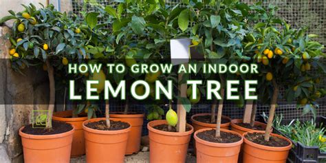 How To Grow An Indoor Lemon Tree Indoor Gardening