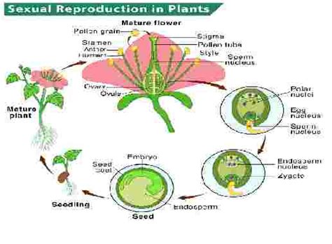 Sexual Reproduction In Plants Icse Class 8th Goyal Brothers Biology Solution Icsehelp