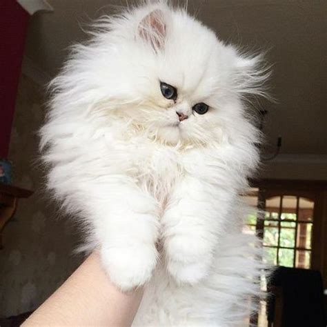 Pictures Of White Fluffy Kittens Cream And White Fluffy Kitten