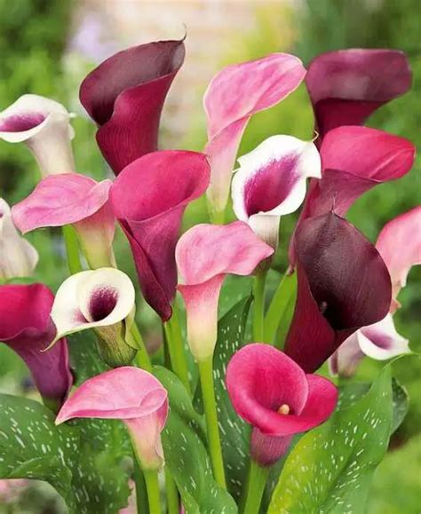 Multi Color Calla Lily Seeds 100 Pcspack Greenseedgarden