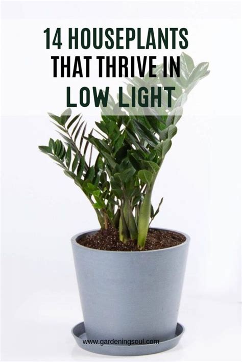 14 Houseplants That Thrive In Low Light Easy Care Indoor Plants Low