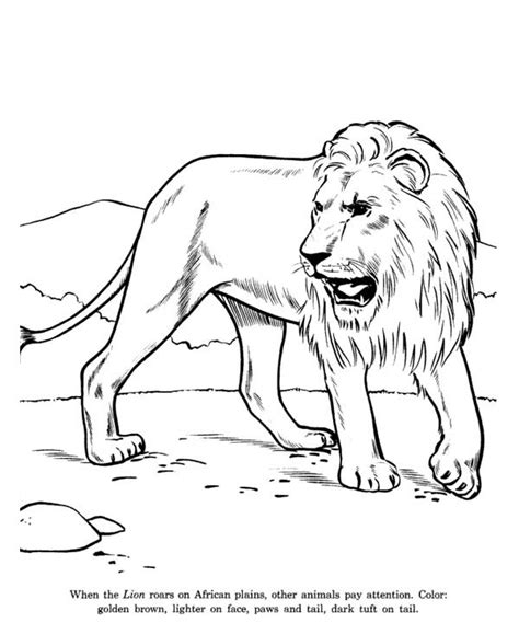 African Lion Coloring Page Coloring Pages