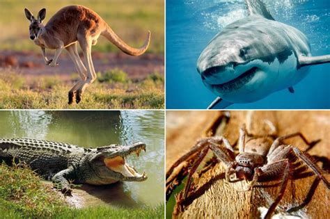 Australias Deadliest Animal Revealed And It Will