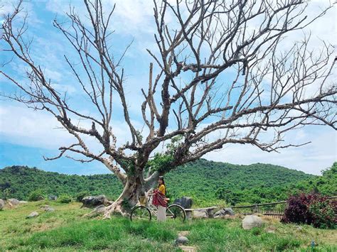 336.579 ha, chiếm tỷ lệ 66. Những lý do bạn phải một lần đến với xứ nẫu Phú Yên ngắm ...