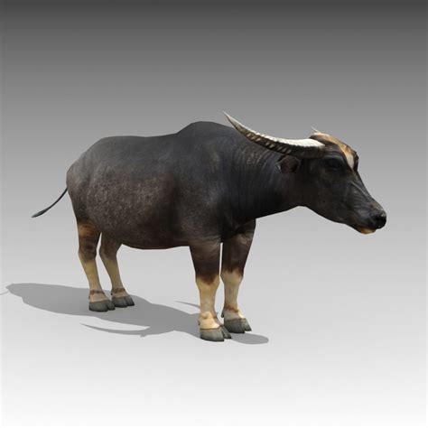 Water Buffalo Animated 3d Asset Low Poly Cgtrader Animation 3d