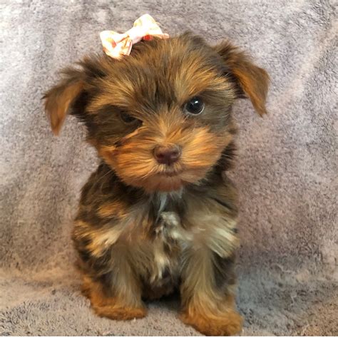 fb yorkie poo female id ccs central park puppies