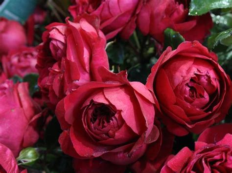 Red Pierre De Ronsard Melvilles Roses