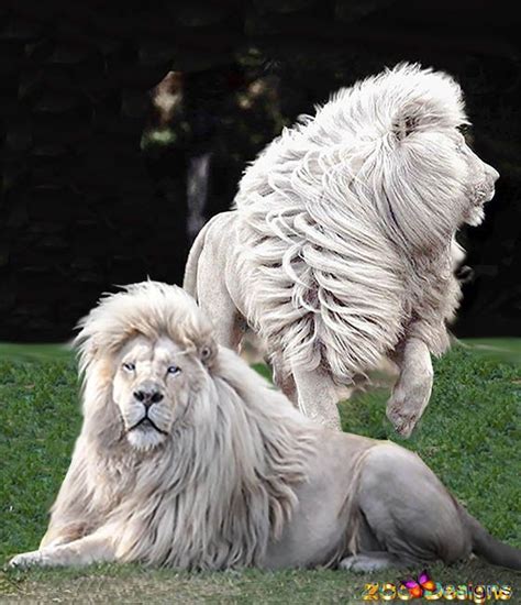 Two Images Merged With Photoshop Most Beautiful Animals Majestic