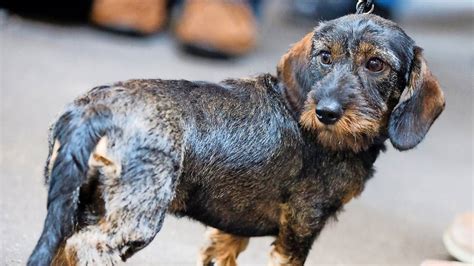 Er Wartete Stunden Besitzer Vergisst Seinen Hund Beim Brötchenholen