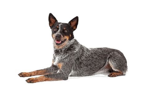 Australian Cattle Dog Breed Facts And Information Petcoach