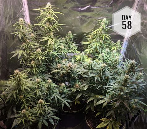 Dinafem White Widow Xxl Auto Grow Diary Journal Week9 By Raaneal