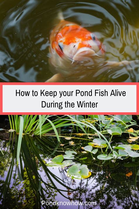 Keep Your Pond Fish Alive During The Winter Pond Plants Pond Fish Ponds