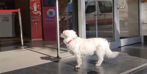 „das Treueste Wesen“ Hund Verbrachte Mehrere Tage Vor Dem Krankenhaus
