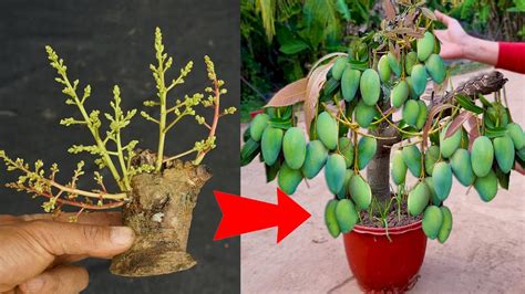 Unique Technique Grafting Mango Tree Using Aloe Vera Growing Faster