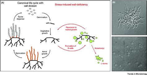 Stress Induced Wall Deficiency In Filamentous Actinomycetes A The