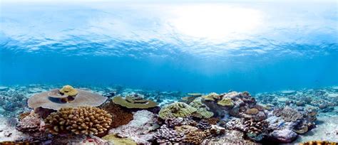 The Valuable Presence Of The Coral Reefs Owlcation