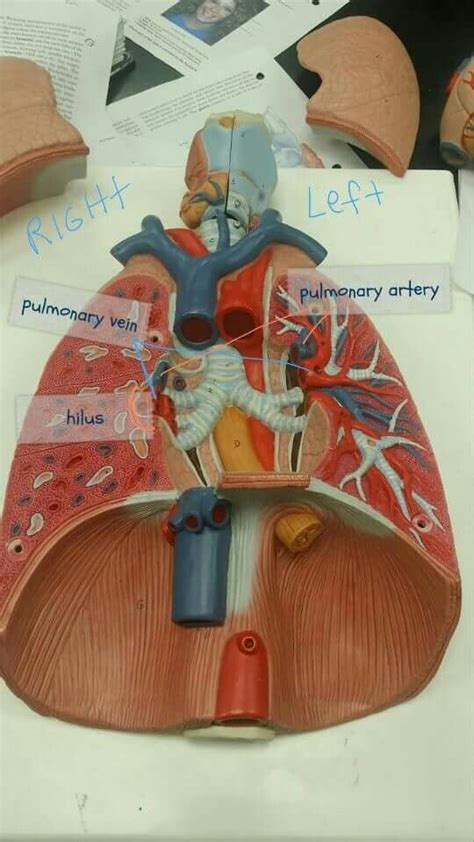 Pin By Denise Robinson On Do It Yourself Medical Arteries Pulmonary