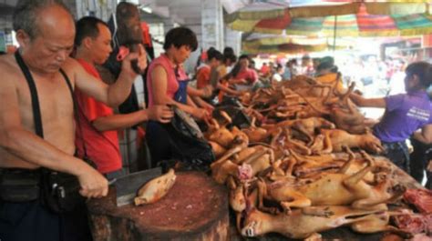 Yulin Dog Meat Festival Kicks Off Again Amid Controversy Within The