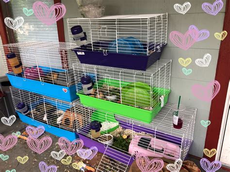 Pin On Guinea Pig Set Up