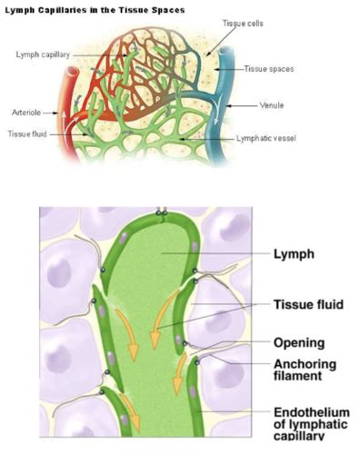 Lymphatic System Flashcards Quizlet