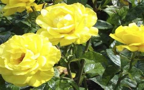 Yellow Rose Garden Pictures Mscuqmlo
