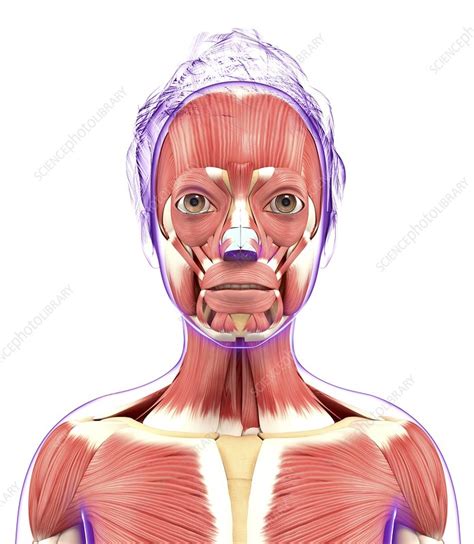 Human Muscular System Artwork Stock Image F0104293 Science