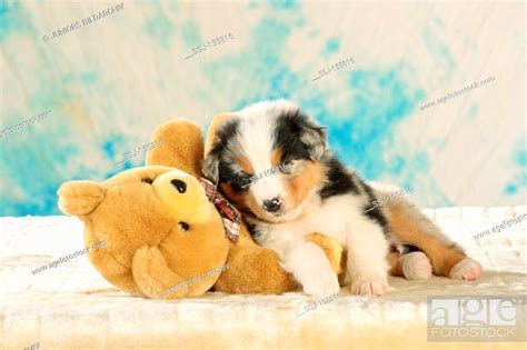Australian Shepherd Dog Puppy Sleeping On Teddybear Stock Photo