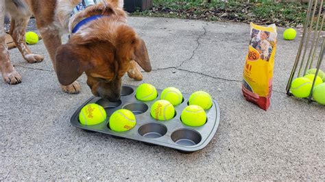 Dog Enrichment Made Easy The Muffin Tin Game Cheerful Hound