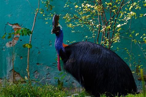 10 Amazing Flightless Birds From Around The World Birds