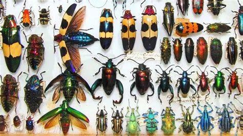 Colorful Beetle Insect Amazing Wallpapers