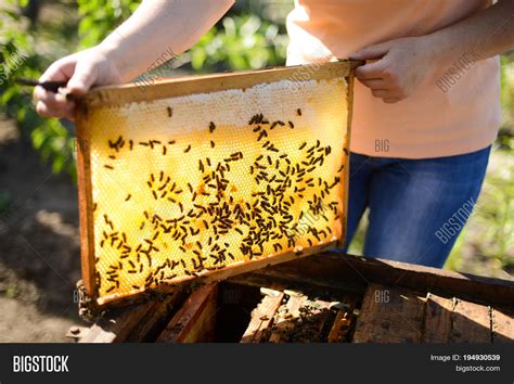 It's a highly specialized process requiring. Frames Bee Hive. Image & Photo (Free Trial) | Bigstock