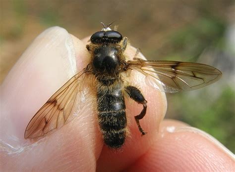 Brachypalpus Laphriformis Male Mining Bee Mimic Hairy Thorax