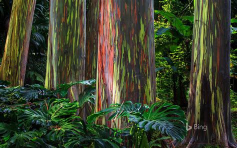Rainbow Eucalyptus Trees Along The Hana Highway Maui