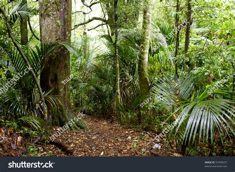 Lush Foliage In Tropical Jungle Stock Photo 91099637 Shutterstock