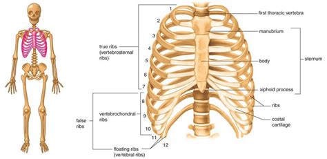 skeletal system - younganatomy101