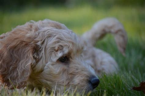 Teacup puppies for sale in miami fl, sarasota, tampa, fort myers, st petersburg, orlando florida. Sleepy Puppy http://bestgoldendoodles.com/#goldendoodles # ...