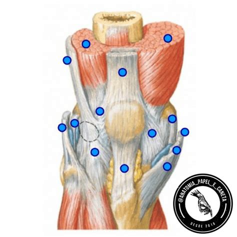 Ligamento Transverso Do Joelho