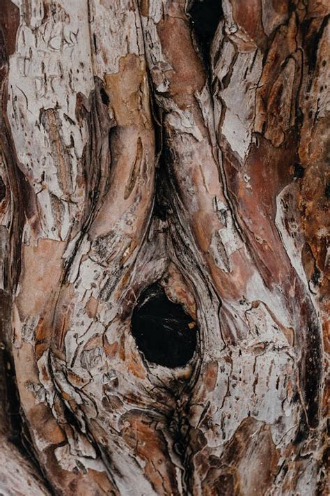 Brown Tree Trunk In Close Up Photography · Free Stock Photo