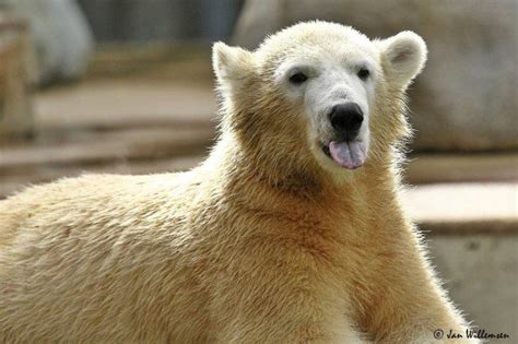 20 Best Polar Bears Images On Pinterest Ha Ha Polar Bears And Baby