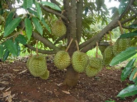 Pokok durian perlu di pagar dengan net hitam seluas 2×2 kaki untuk mengelak belalang memakan daun dan mengelak cahaya matahari terus terkena pada benih durian. √ Cara Menanam Pohon Durian Pendek
