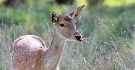 Does This Photograph Show A Deer With Tumors Caused By Monsantos