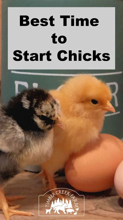 when is the best time to start chicks beautiful chickens chickens backyard chicken farming
