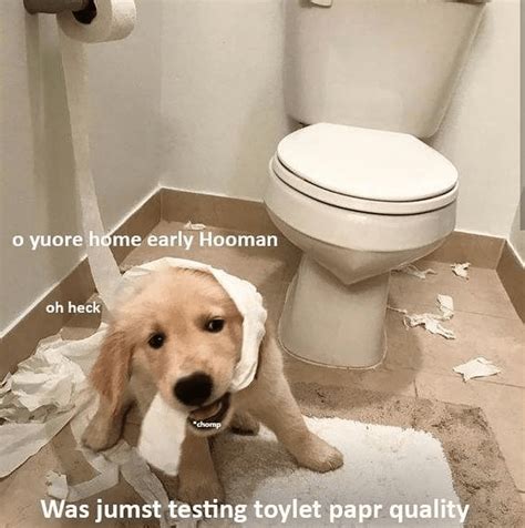 A Dog Is Sitting On The Floor In Front Of A Toilet Paper Roll That Has