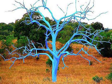 Bright Painting Ideas For Decorating Trees Creative Backyard Ideas