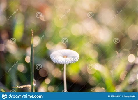 Mushroom And Green Grass With Dew Drop Stock Image Image Of Freshness