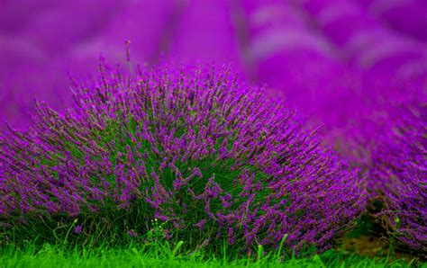 Download Summer Purple Flower Depth Of Field Nature Lavender Hd Wallpaper