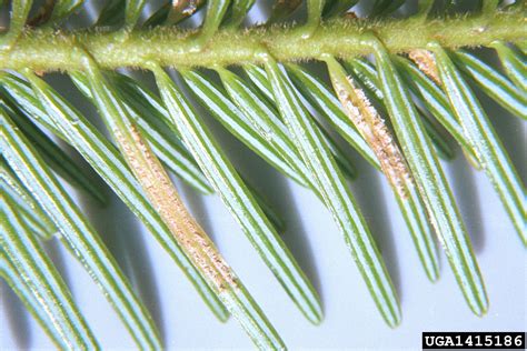 Fir Fireweed Rust Pucciniastrum Epilobii On Silver Fir Abies Alba