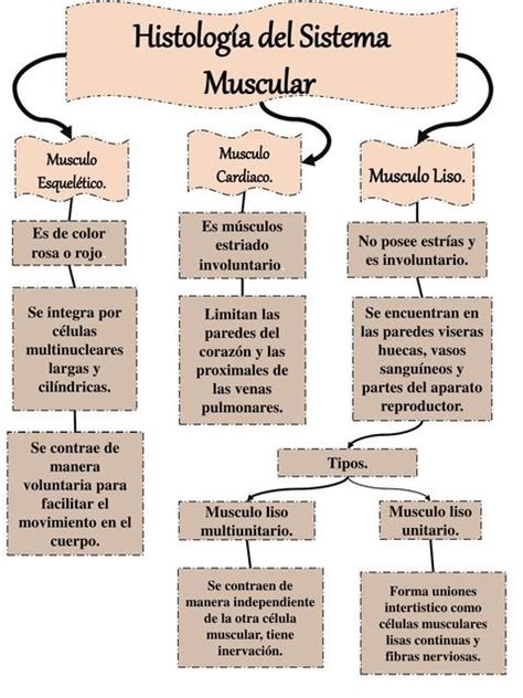 Top 58 Imagen Mapa Mental Del Sistema Muscular Viaterramx